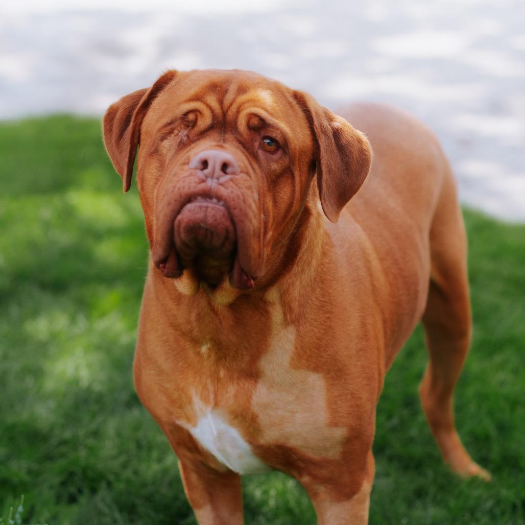 Enlarge Harry Hank, a Adoptable Dogue de Bordeaux in Northbrook, IL image 2/3