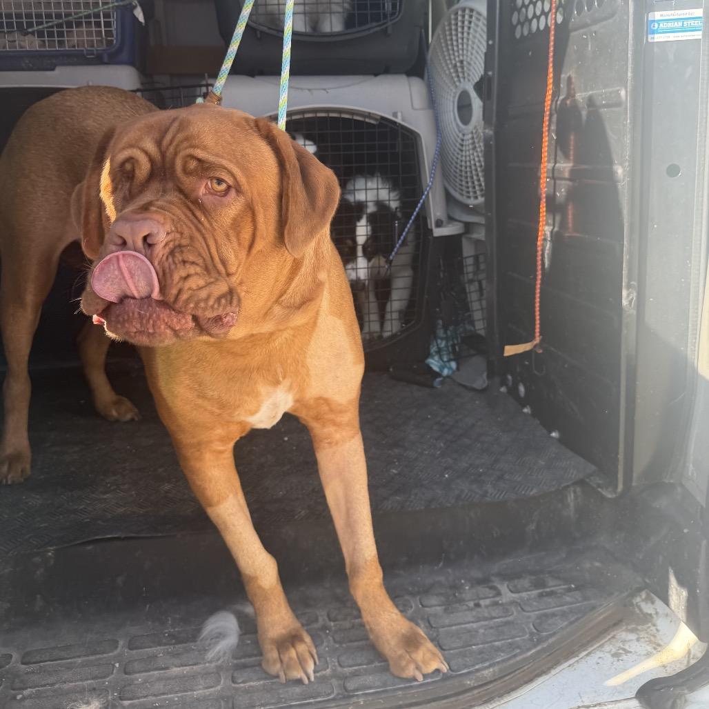 Enlarge Harry Hank, a Adoptable Dogue de Bordeaux in Northbrook, IL image 3/3
