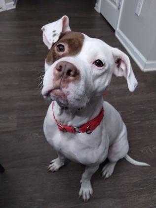 Enlarge Barda, a Adoptable mixed breed in Atlanta, GA image 1/2