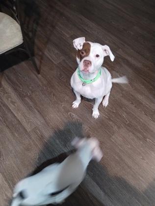 Barda, a Adoptable mixed breed in Atlanta, GA image 2/2