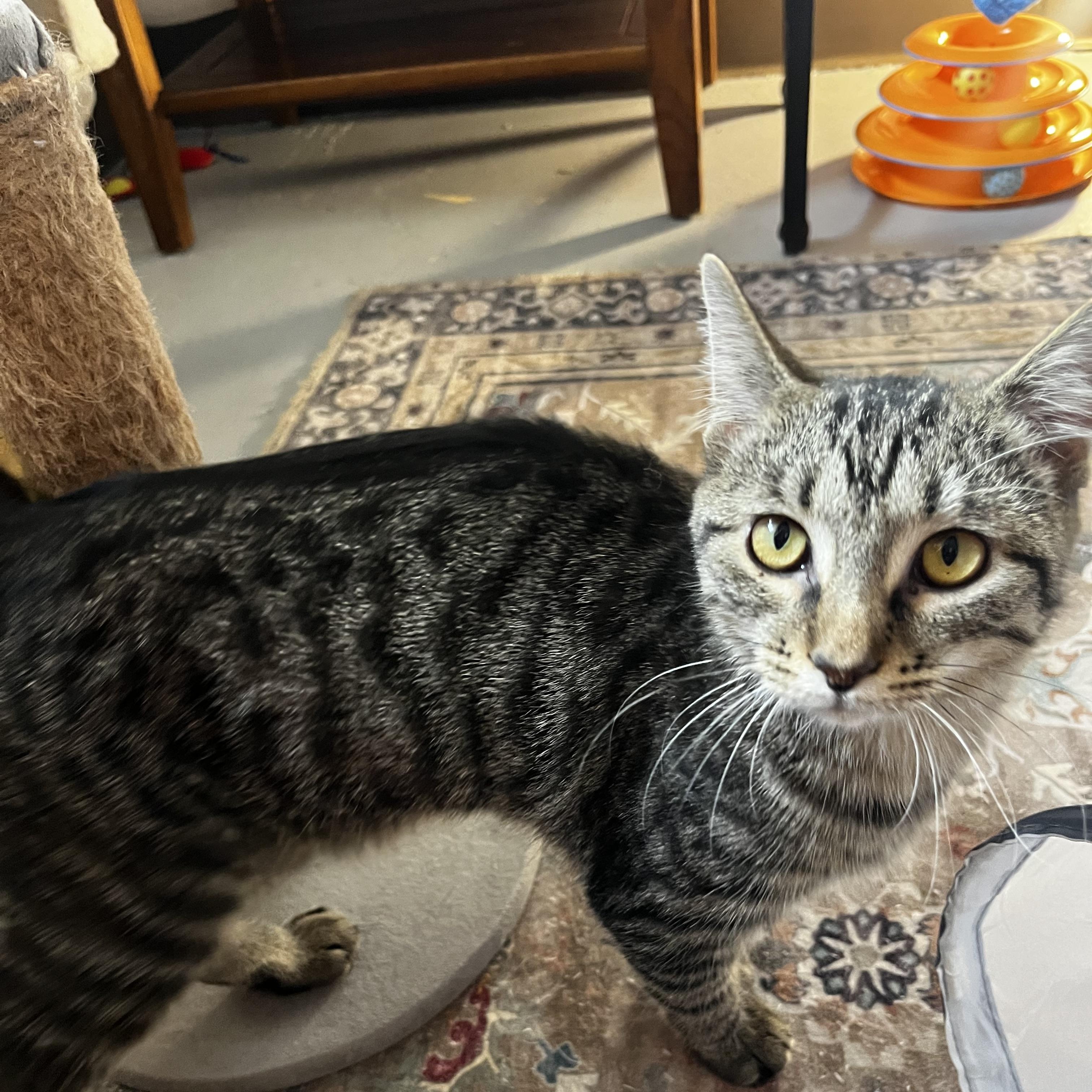 Taffy, Adoptable, Young Female Extra-Toes Cat / Hemingway Polydactyl.