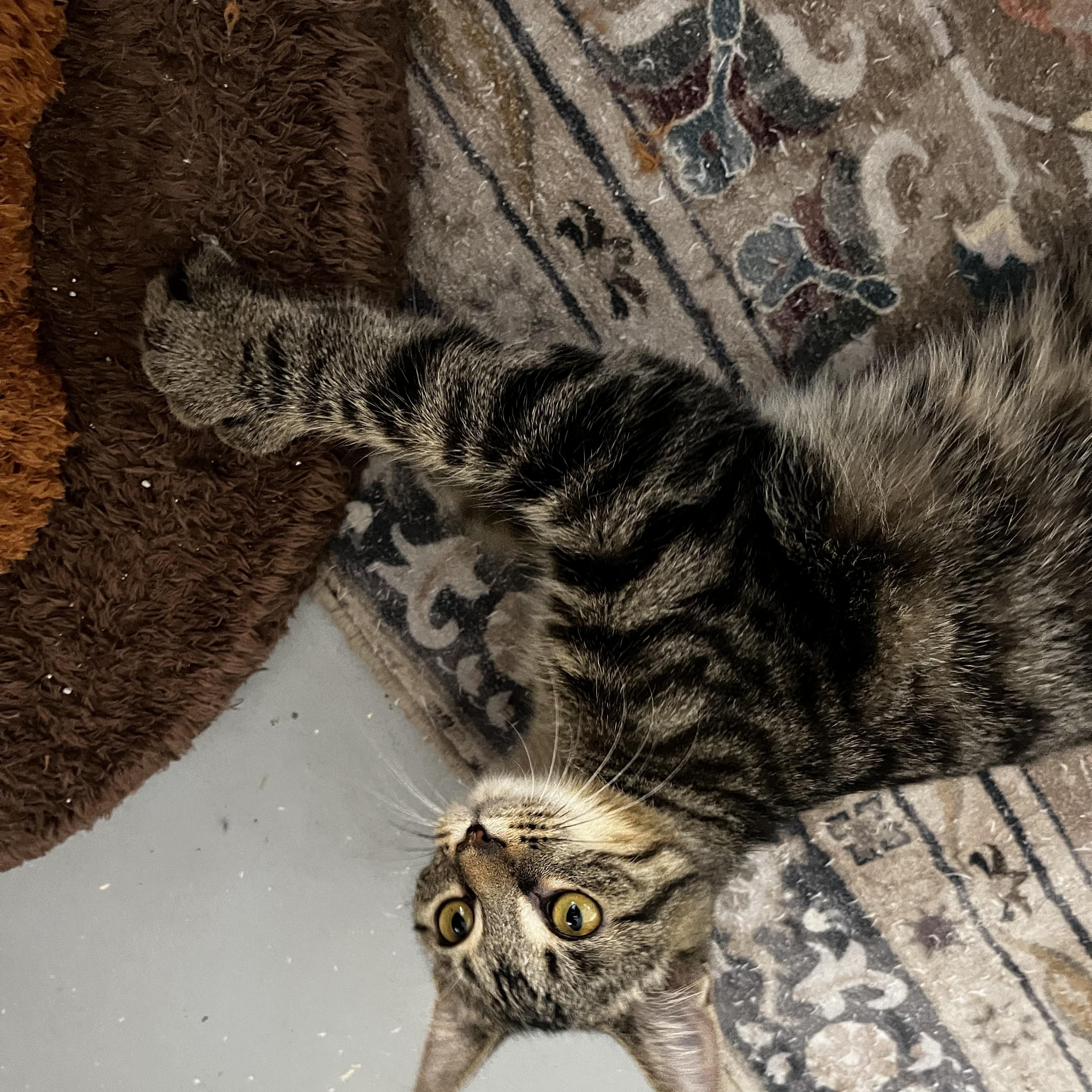 Enlarge Taffy, a Adoptable Extra-Toes Cat / Hemingway Polydactyl in Grosse Ile, MI image 2/2