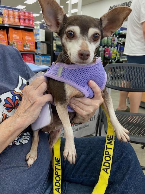 Sassy, a ADOPTABLE mixed breed in Monrovia , CA image 2/3