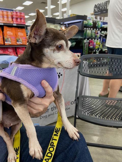 Sassy, a ADOPTABLE mixed breed in Monrovia , CA image 3/3