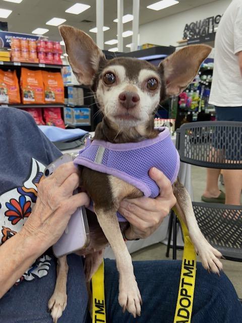 Sassy, a ADOPTABLE mixed breed in Monrovia , CA image 1/3