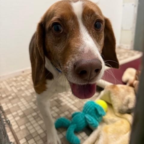 Enlarge Barney, an adopted Beagle in Honesdale, PA image 3/3