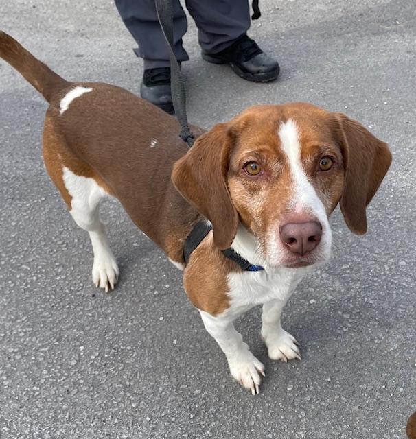 Enlarge Barney, an adopted Beagle in Honesdale, PA image 2/3