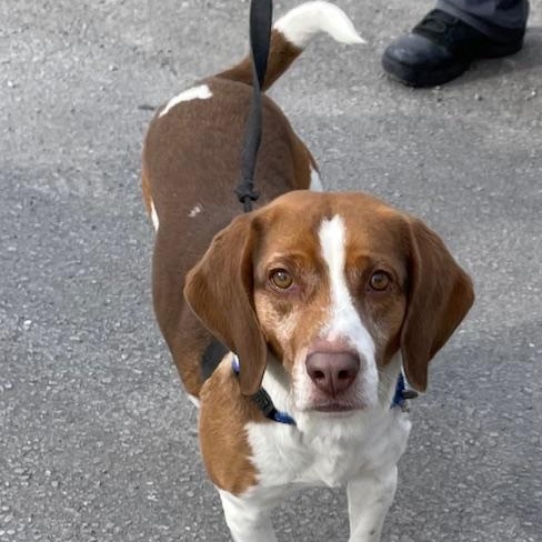 Barney, adopted, Adult Male Beagle.