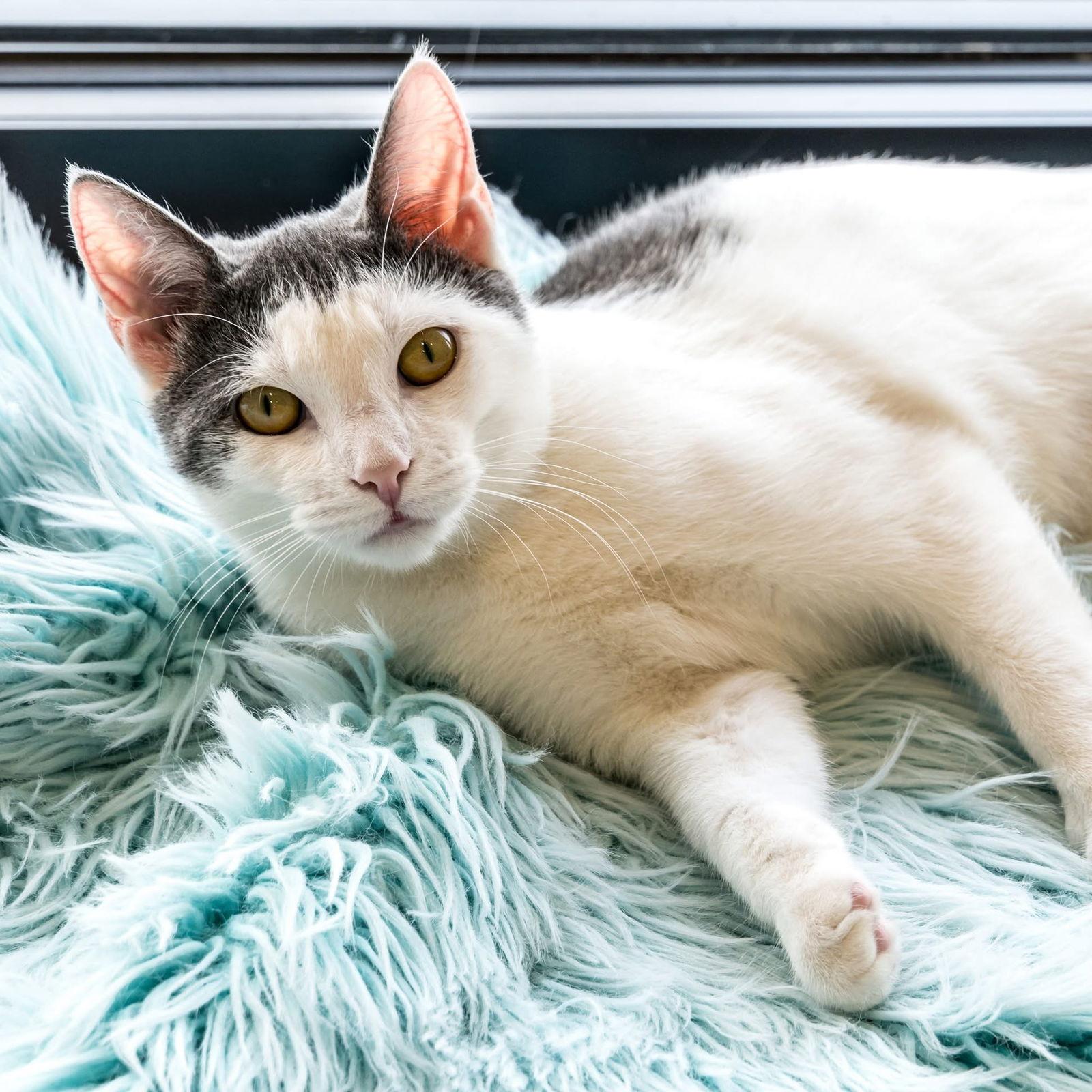 Chatty Cathy thumbnail 2