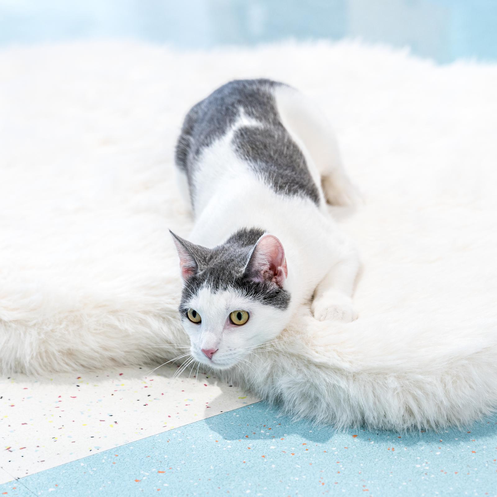 Chatty Cathy thumbnail 3