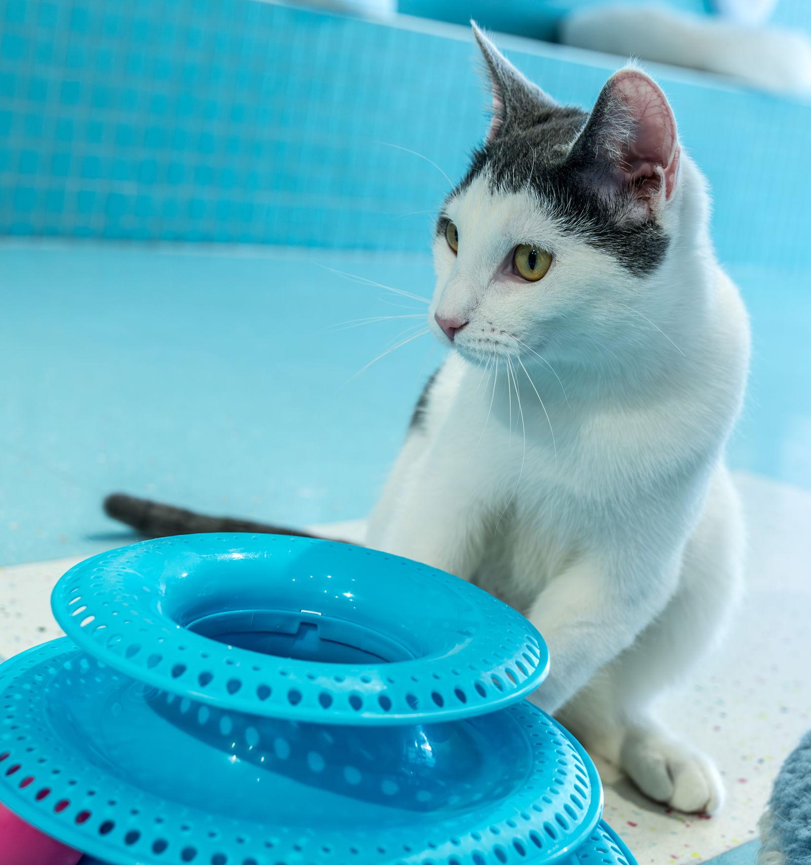 Chatty Cathy thumbnail 4