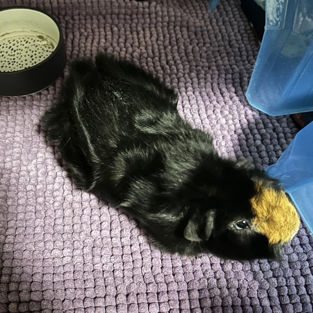 Piggy, a Adoptable Guinea Pig in Las Vegas, NV image 1/2