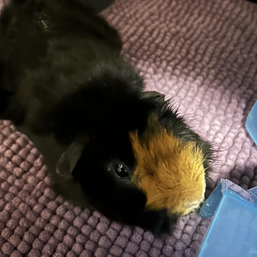 Piggy, a Adoptable Guinea Pig in Las Vegas, NV image 2/2