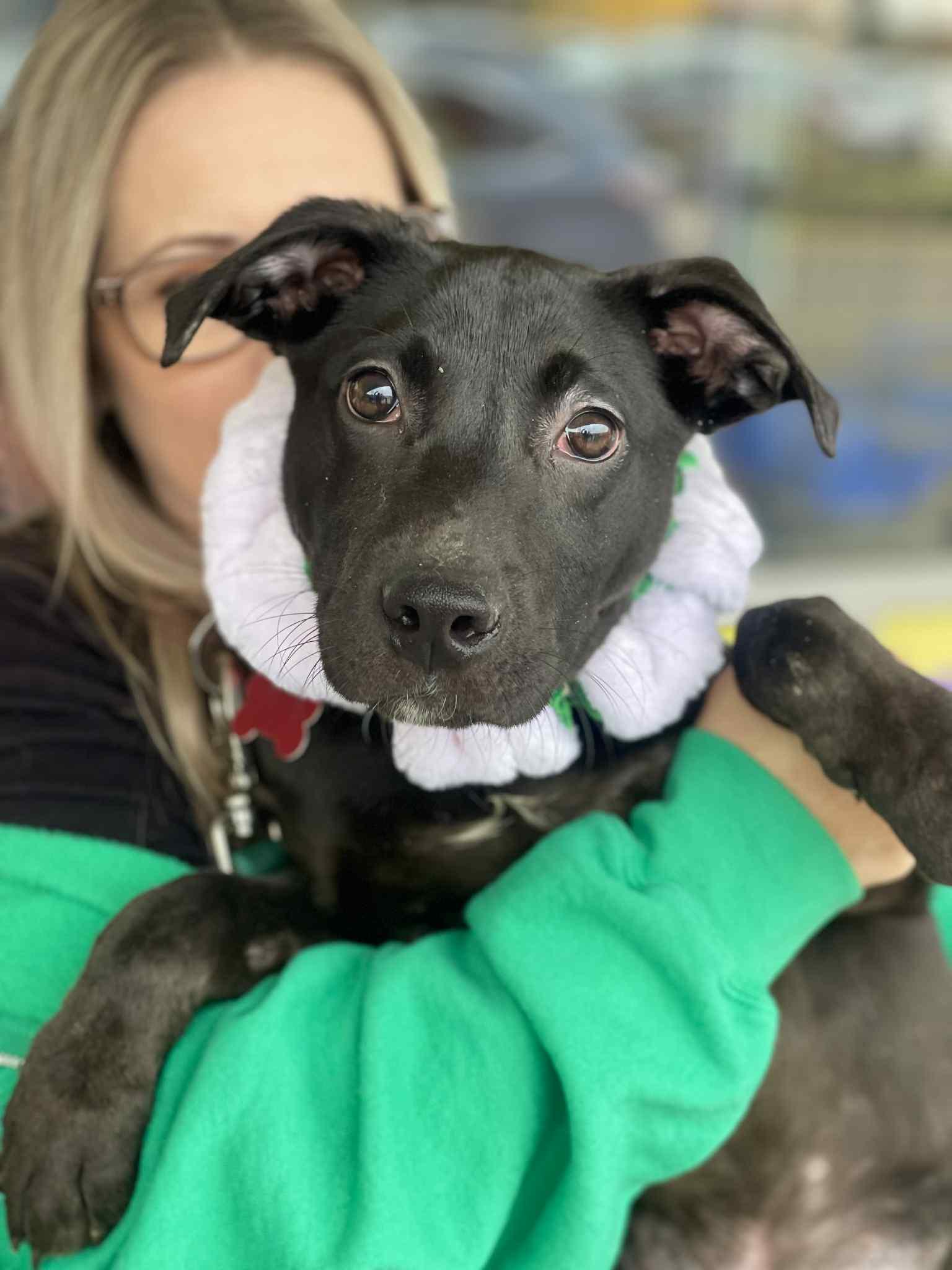 Enlarge Ace, a Adopted mixed breed in Blackwood, NJ image 2/3