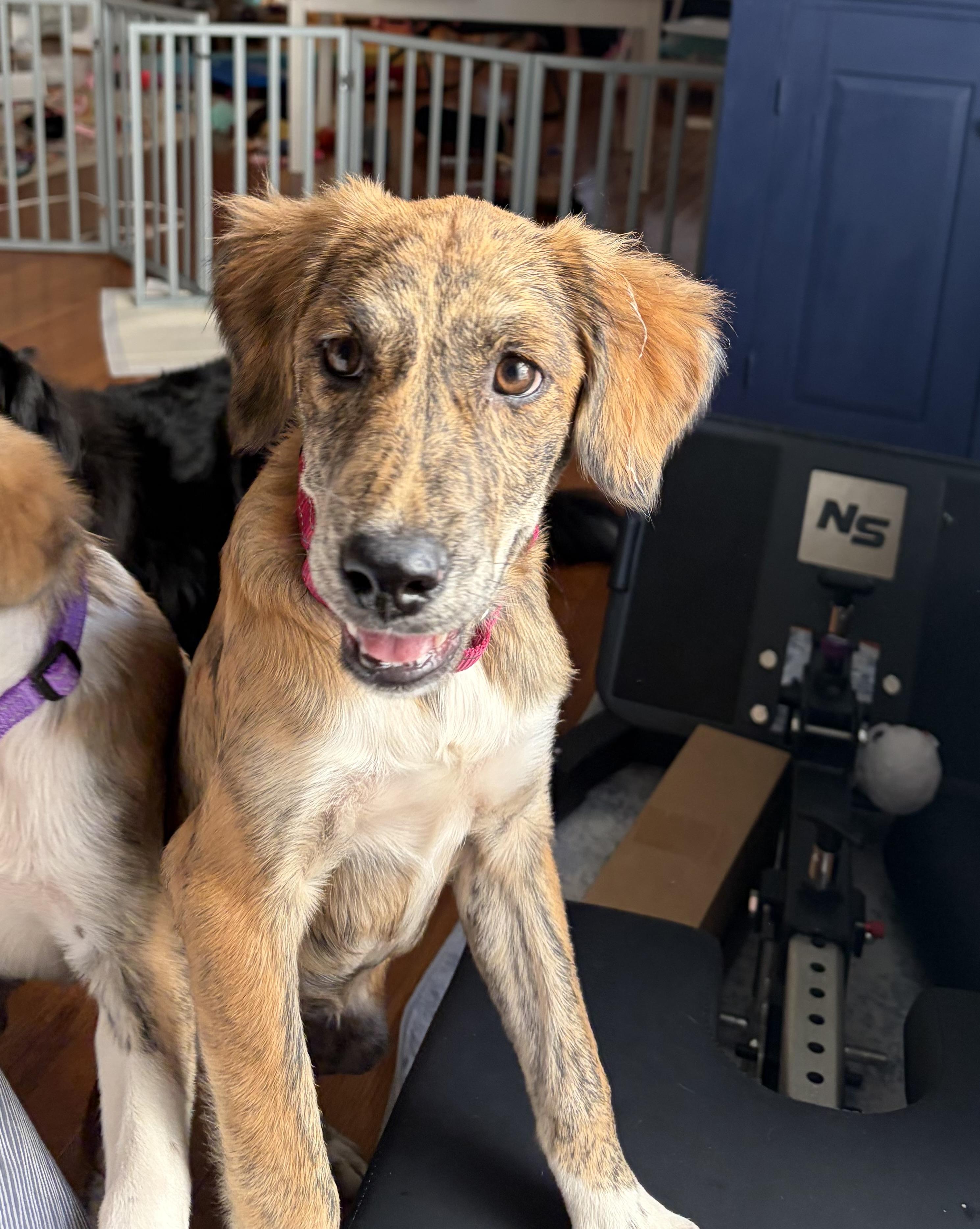 ROXIE, Adoptable, Puppy Female Golden Retriever & Spaniel.