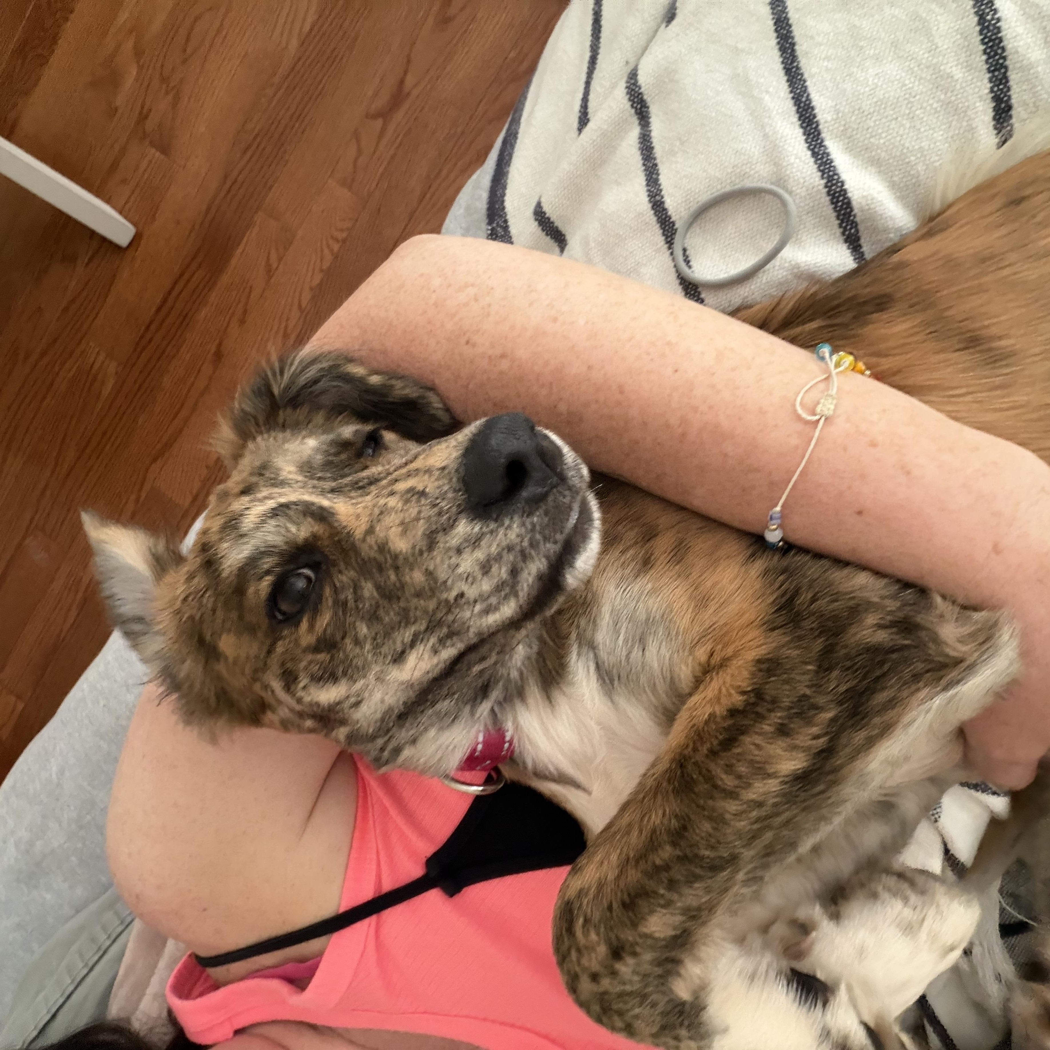 ROXIE, a Adoptable mixed breed in Edgewater, MD image 6/6