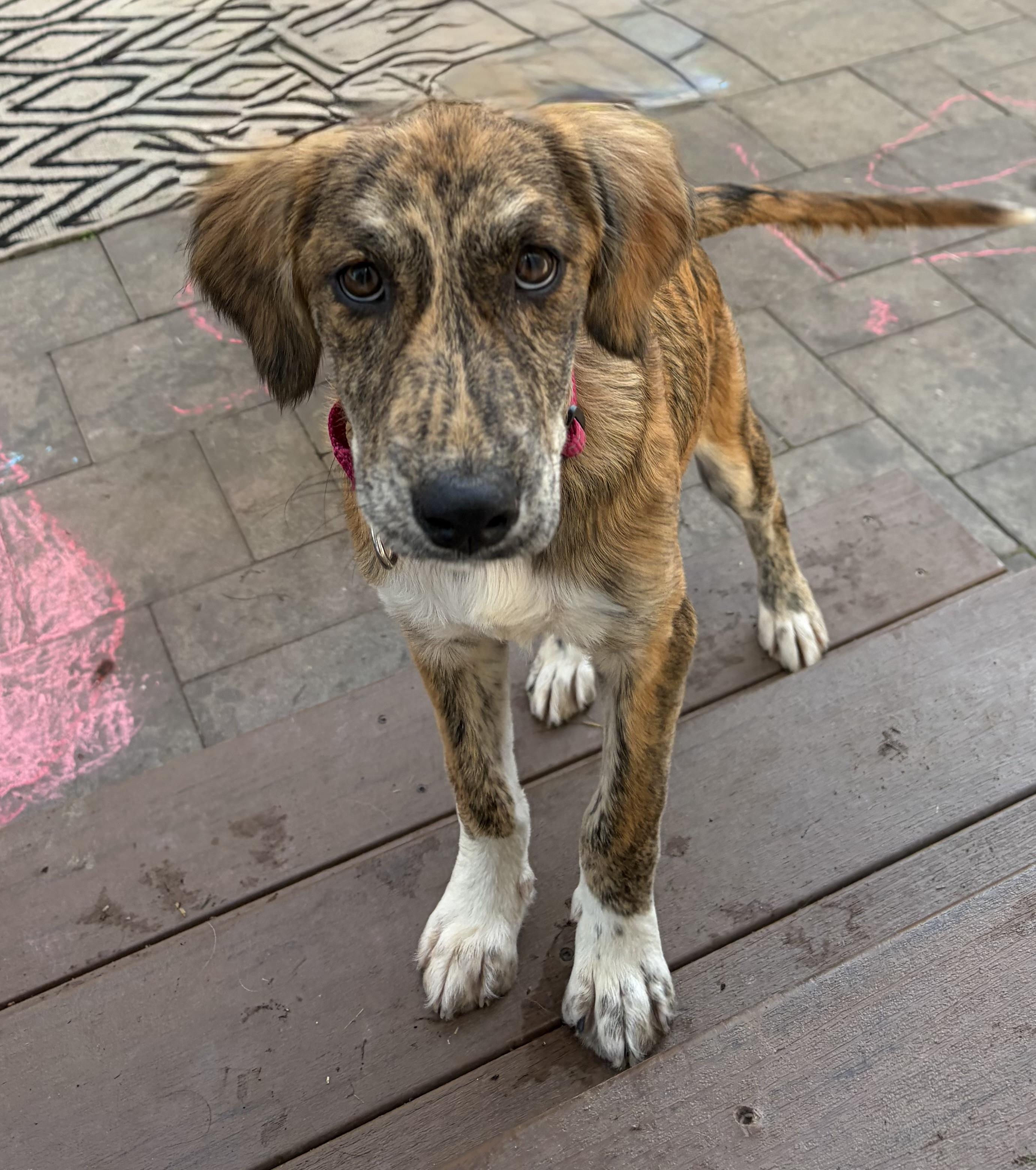 ROXIE, a Adoptable mixed breed in Edgewater, MD image 3/6