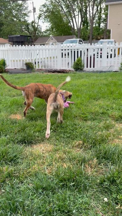 Enlarge ROXIE, a Adoptable mixed breed in Edgewater, MD video 4/6