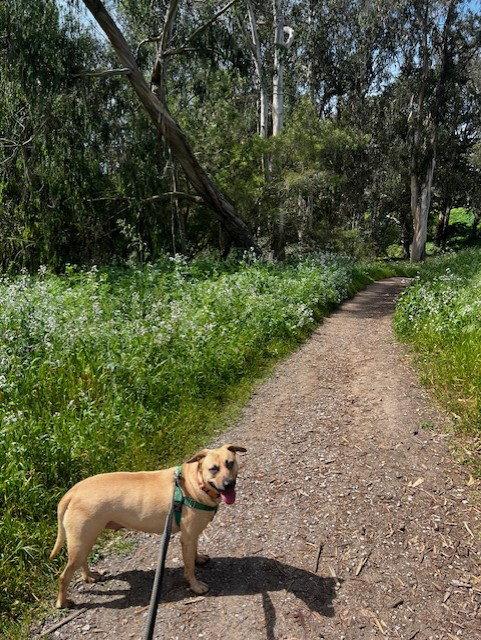 Enlarge Dahlia, a Adoptable mixed breed in Burlingame, CA image 1/3