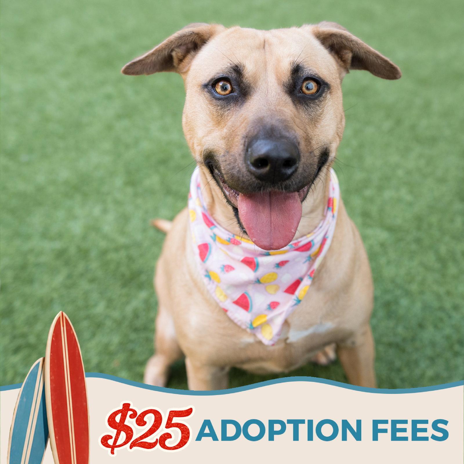 Enlarge Dahlia, a Adoptable mixed breed in Burlingame, CA image 2/3