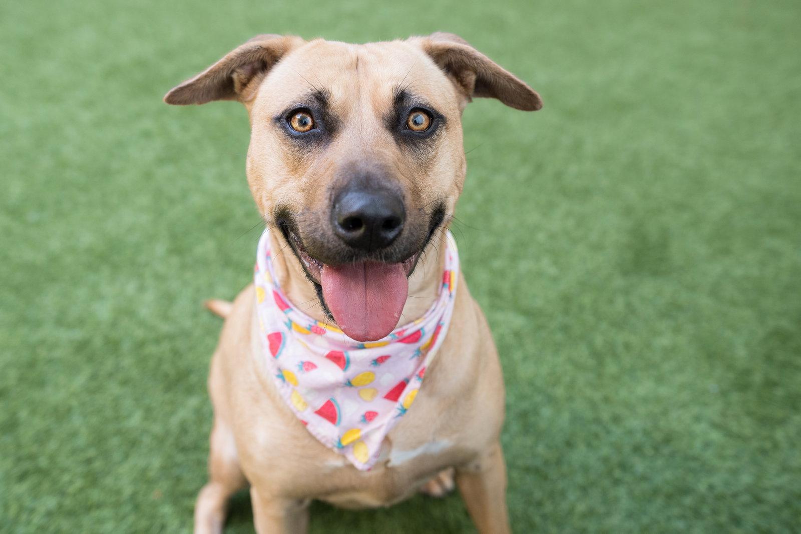 Enlarge Dahlia, a Adoptable mixed breed in Burlingame, CA image 3/3