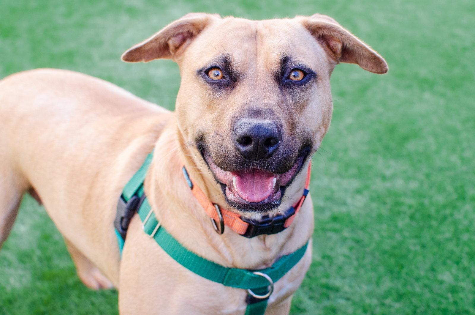 Enlarge Dahlia, a Adoptable mixed breed in Burlingame, CA image 3/3