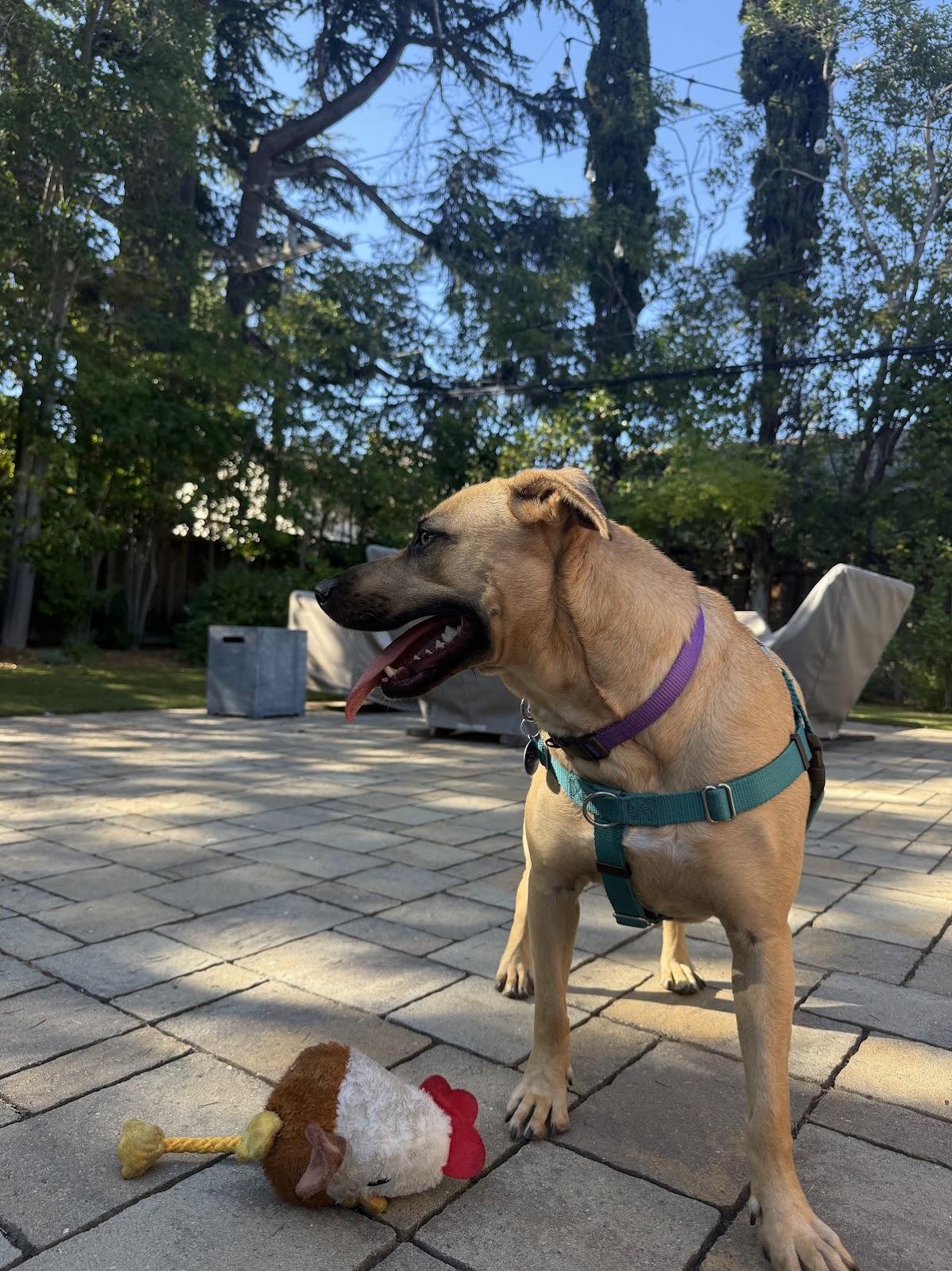 Dahlia, a Adoptable mixed breed in Burlingame, CA image 1/3