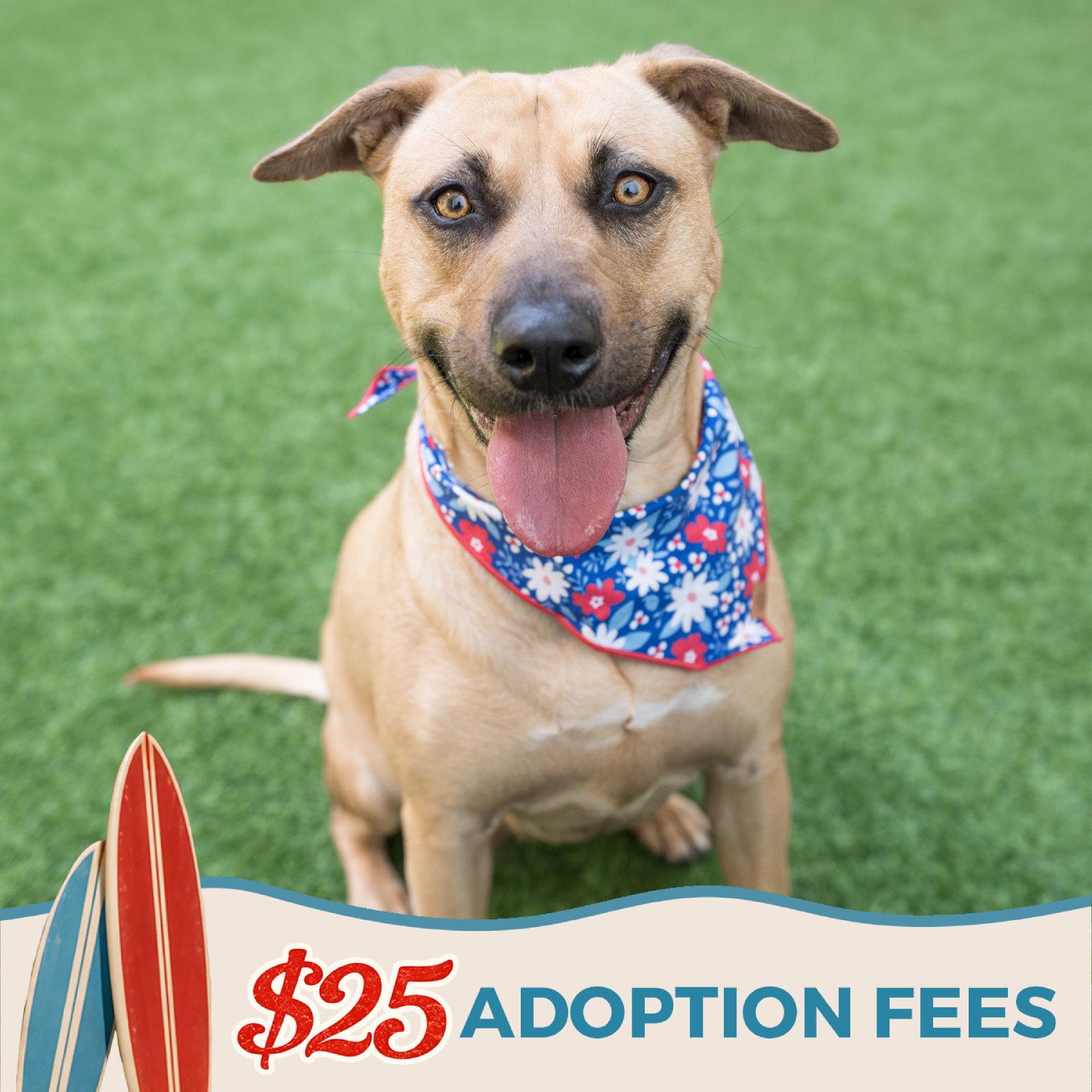 Dahlia, a Adoptable mixed breed in Burlingame, CA image 2/3