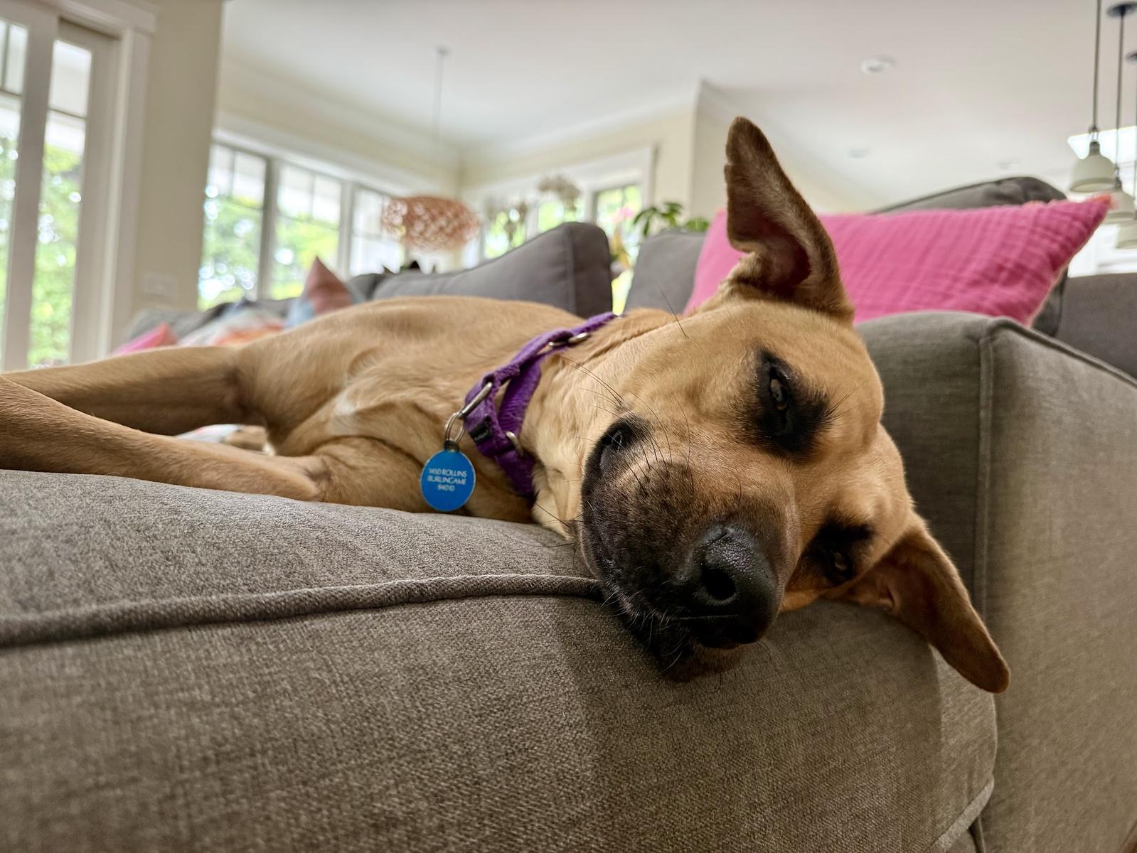 Dahlia, a Adoptable mixed breed in Burlingame, CA image 3/3