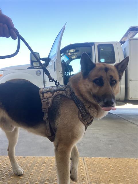 Sargent Woofers -- URGENT!, ADOPTABLE, Adult Male German Shepherd Dog.