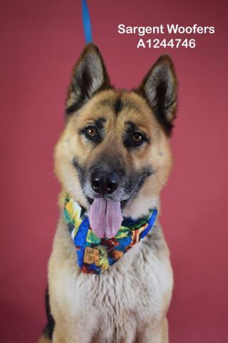 Sargent Woofers -- URGENT -- LONGTIME RESIDENT, ADOPTABLE, Adult Male German Shepherd Dog.