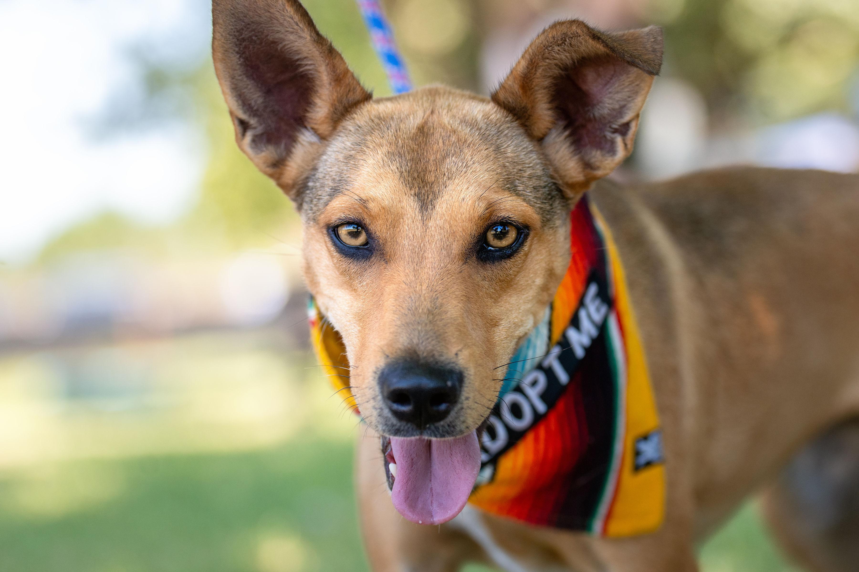 Matilda, ADOPTABLE, Young Female Terrier.