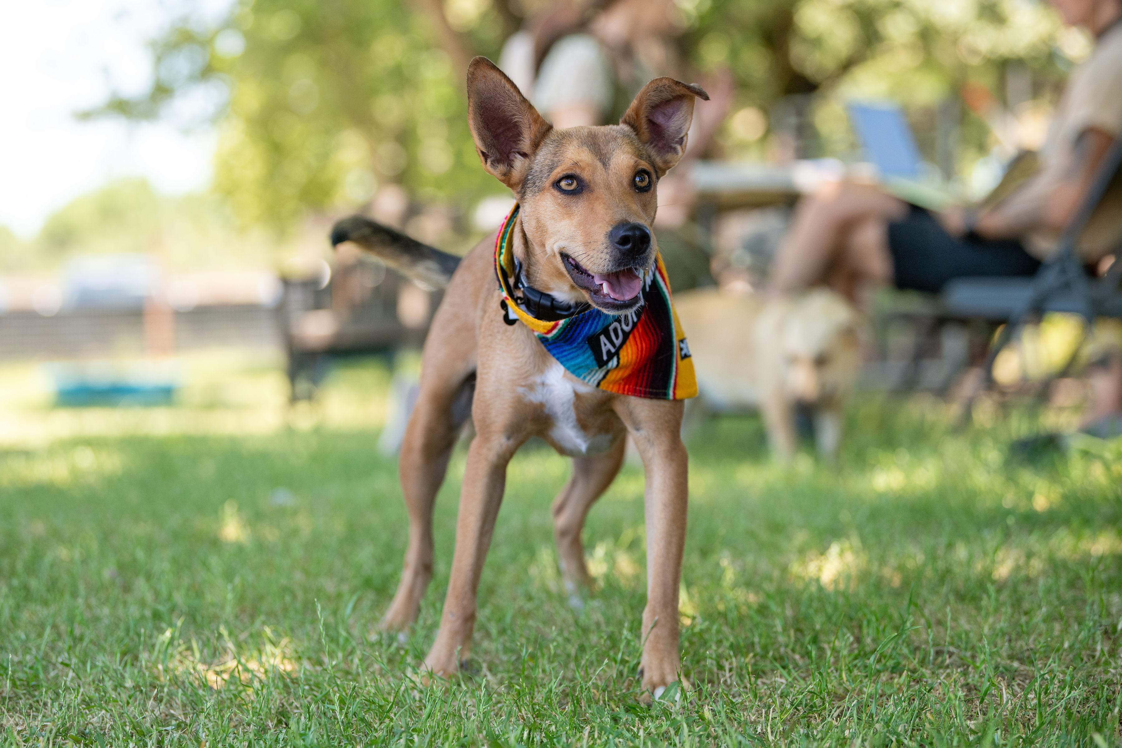 Matilda, a ADOPTABLE mixed breed in Santa Rosa, CA image 2/3