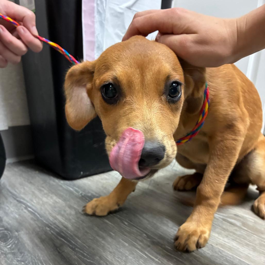 Enlarge Aphrodite, a Adoptable Mixed Breed in Pensacola, FL image 1/1