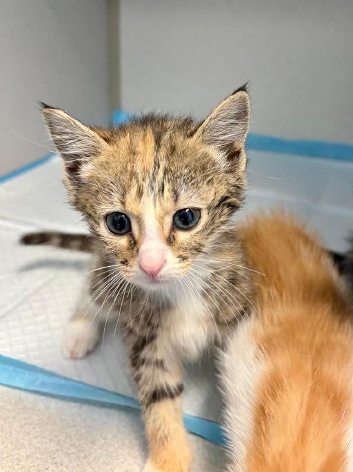 Enlarge Kisa, a Adoptable Domestic Short Hair in Winter Haven, FL image 2/3