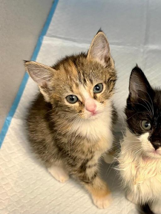 Kisa, Adoptable, Kitten Female Domestic Short Hair.