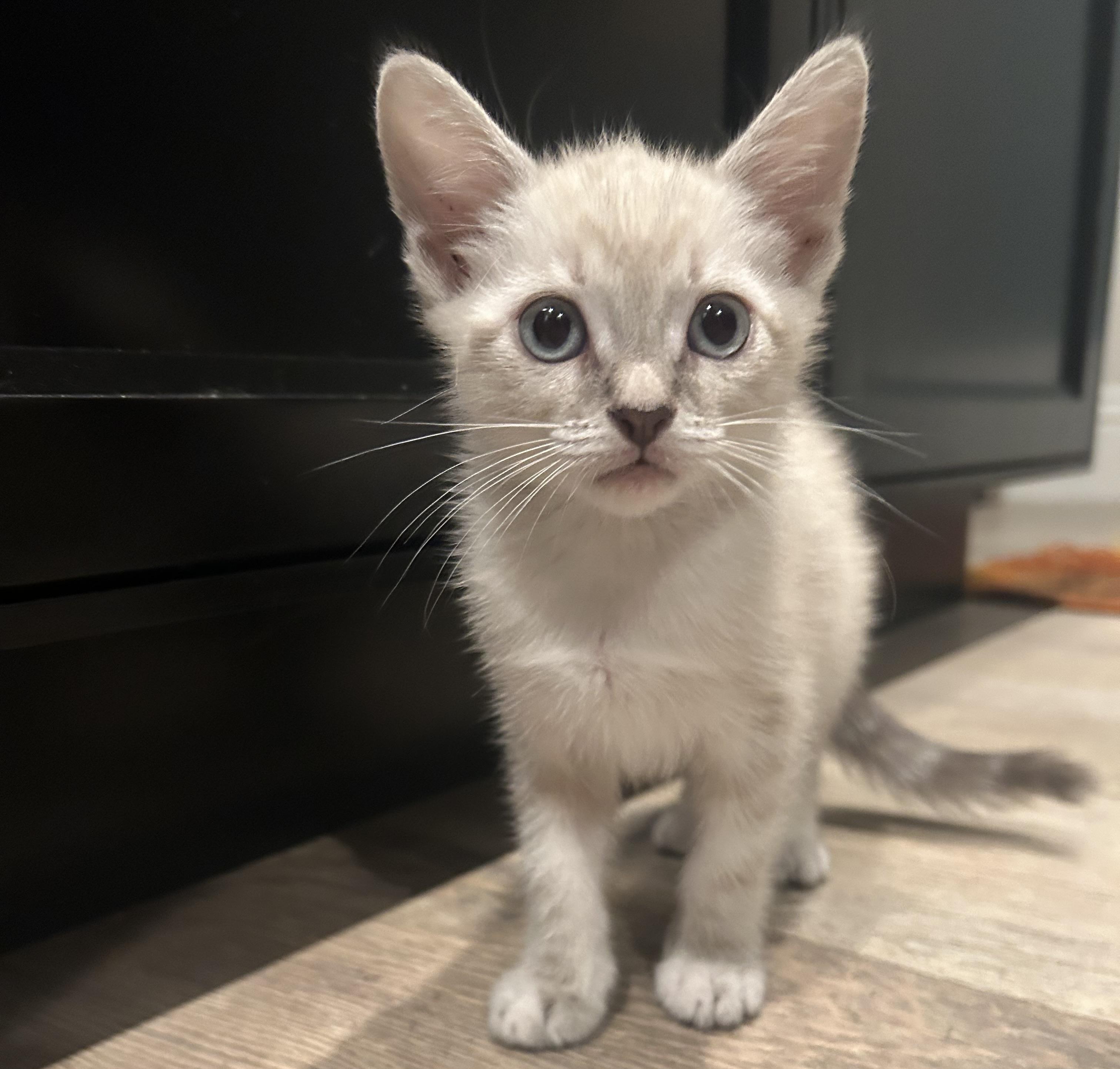 Enlarge Clawdia, a Adopted Siamese in Pacific Palisades, CA image 3/6