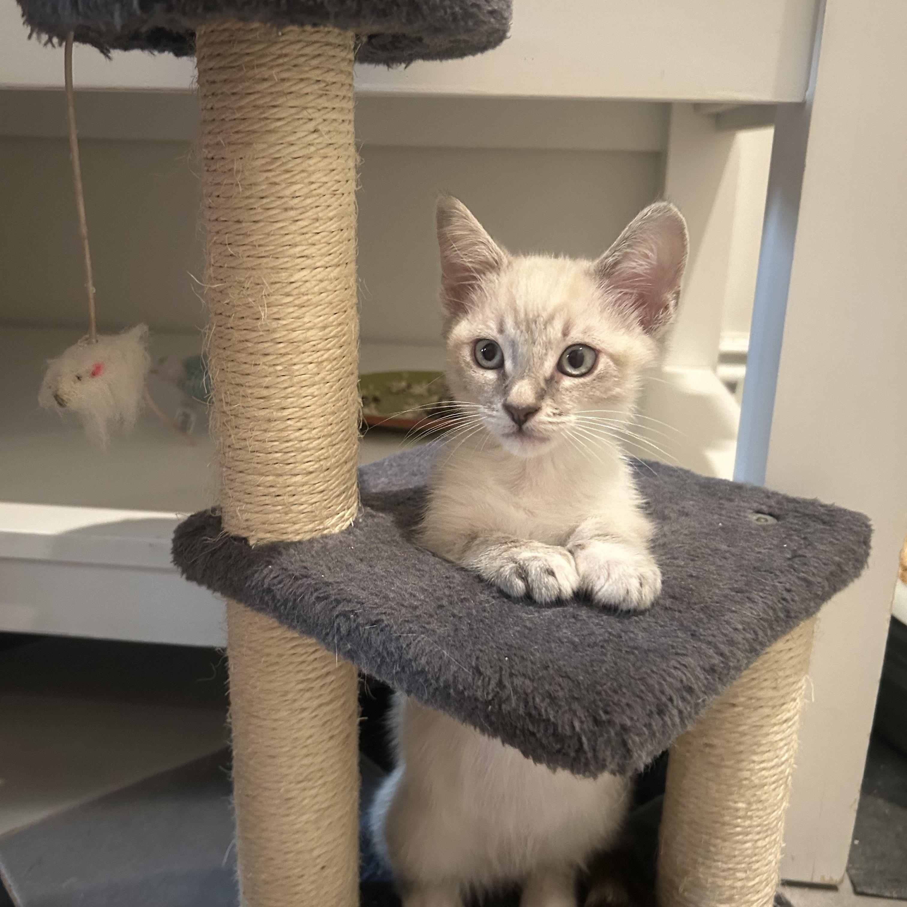 Enlarge Clawdia, a Adopted Siamese in Pacific Palisades, CA image 4/6