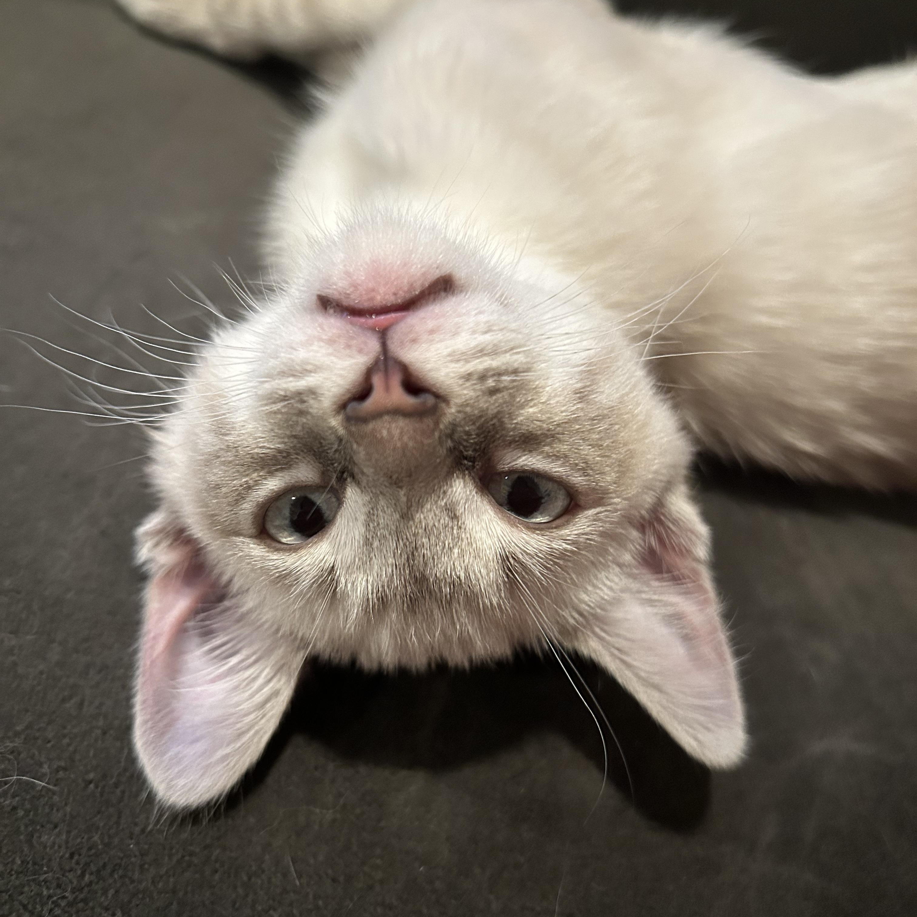 Clawdia, Adopted, Kitten Female Siamese.