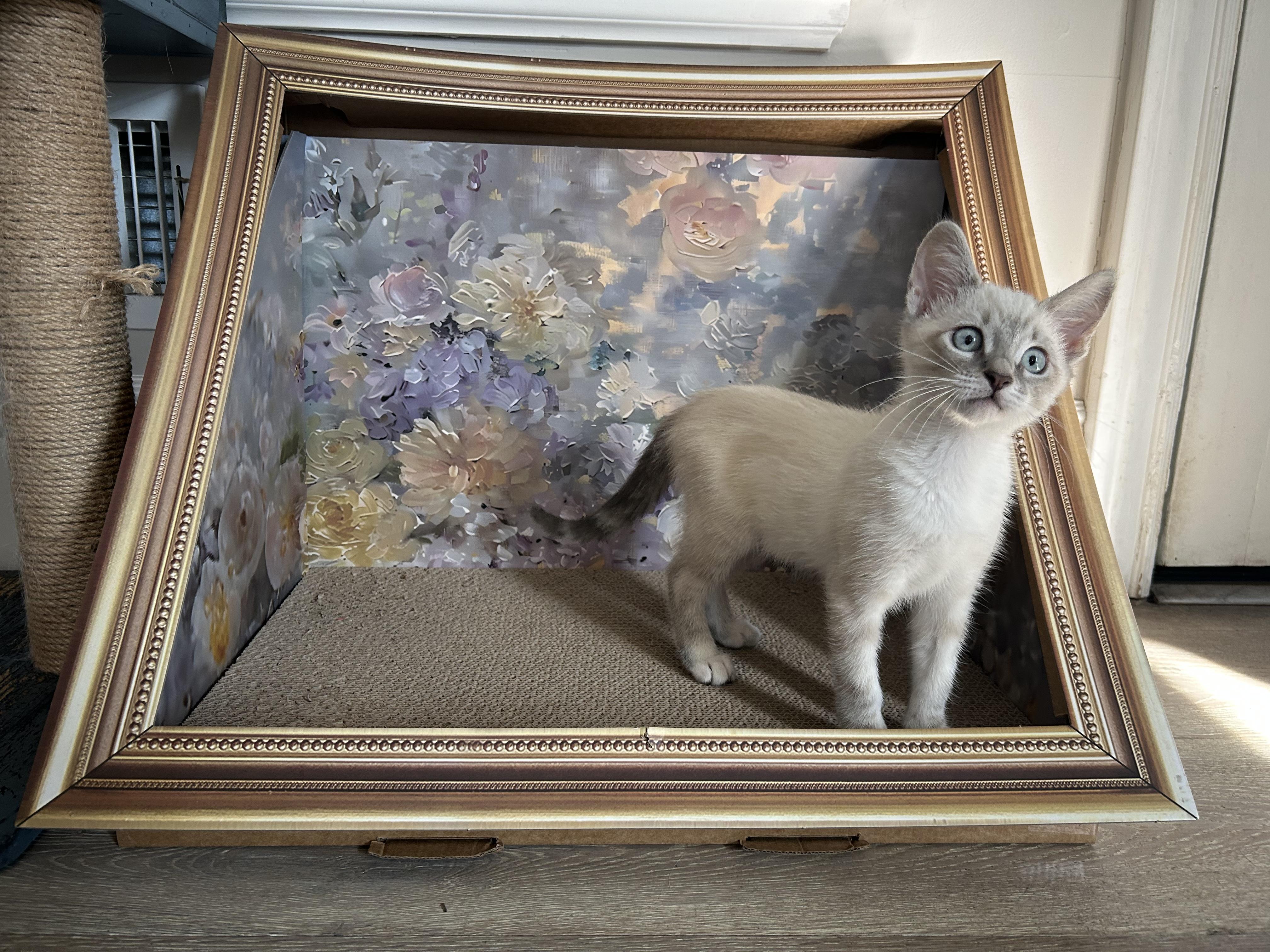 Enlarge Clawdia, a Adopted Siamese in Pacific Palisades, CA image 5/6