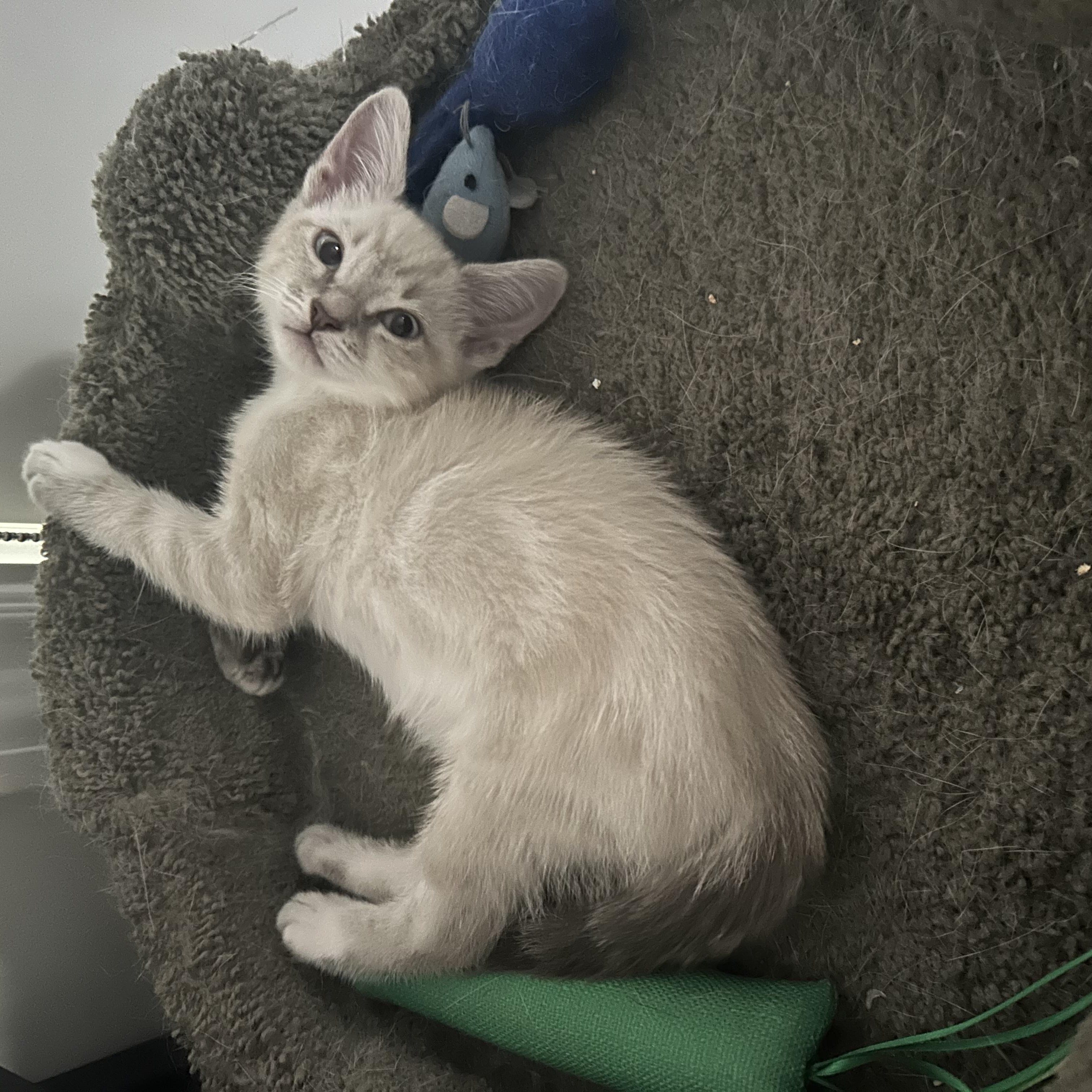 Enlarge Clawdia, a Adopted Siamese in Pacific Palisades, CA image 2/6