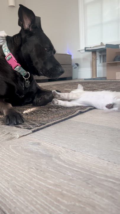 Enlarge Clawdia, a Adopted Siamese in Pacific Palisades, CA video 6/6