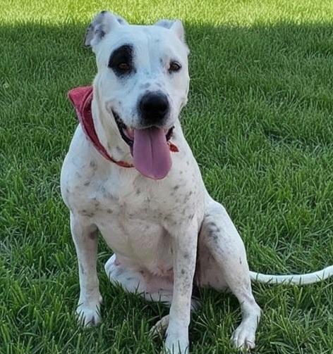 JAMONICA, Adoptable, Adult Female Pit Bull Terrier & Mixed Breed.