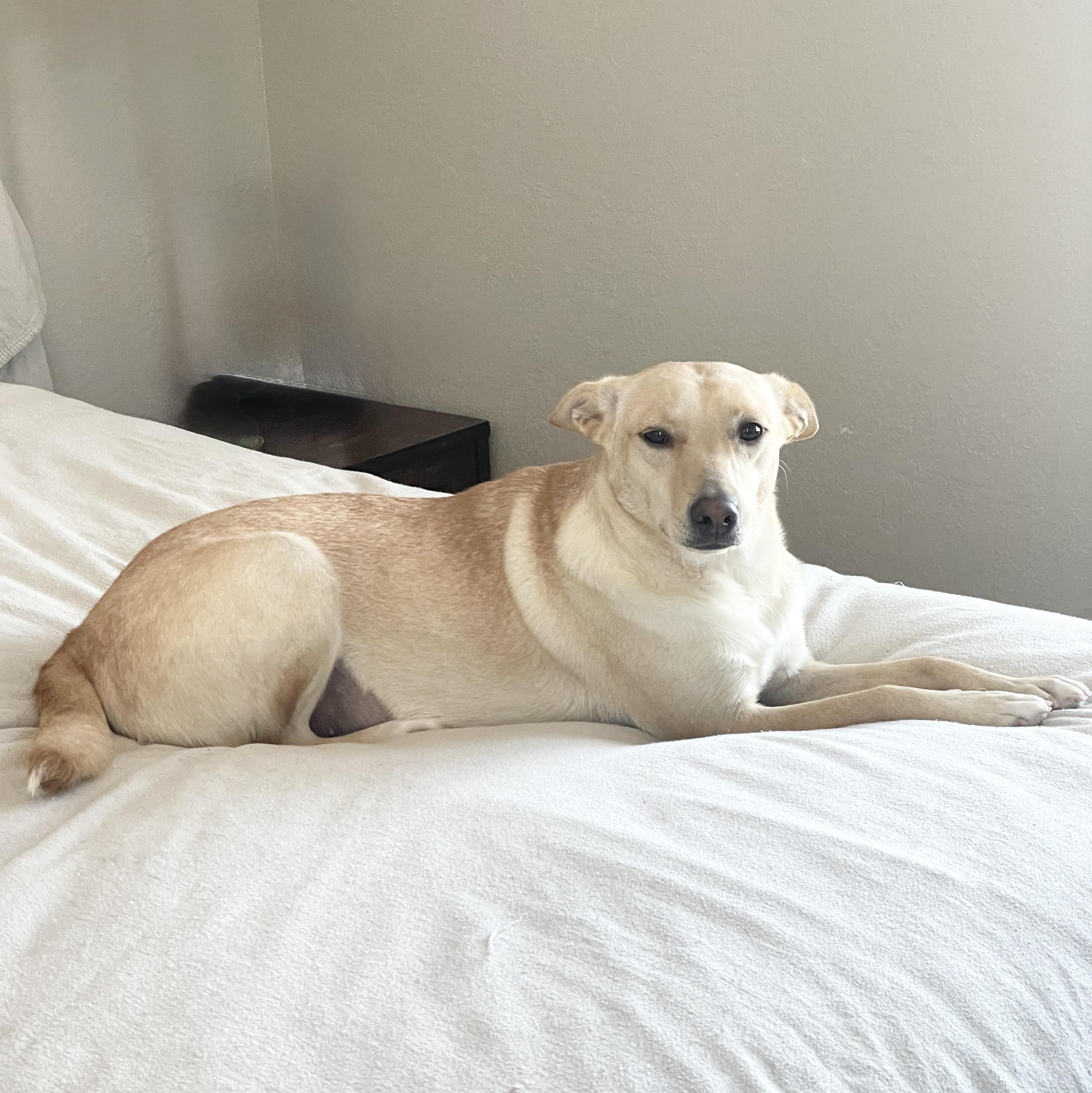 Sweet Marigold, a hold mixed breed in West Hartford , CT image 4/5