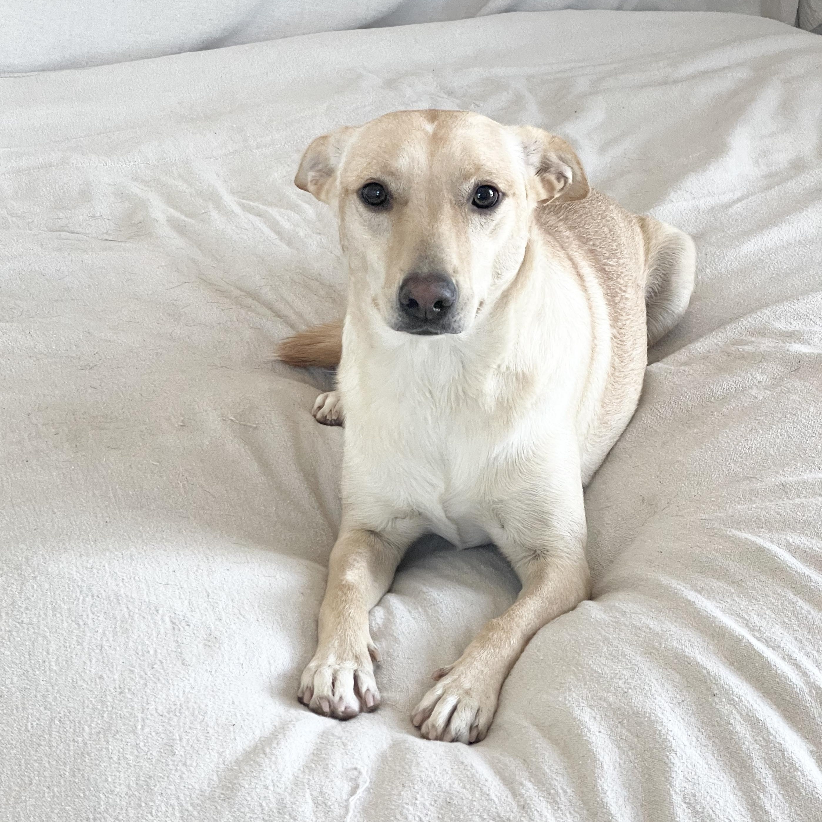 Sweet Marigold, a hold mixed breed in West Hartford , CT image 2/5