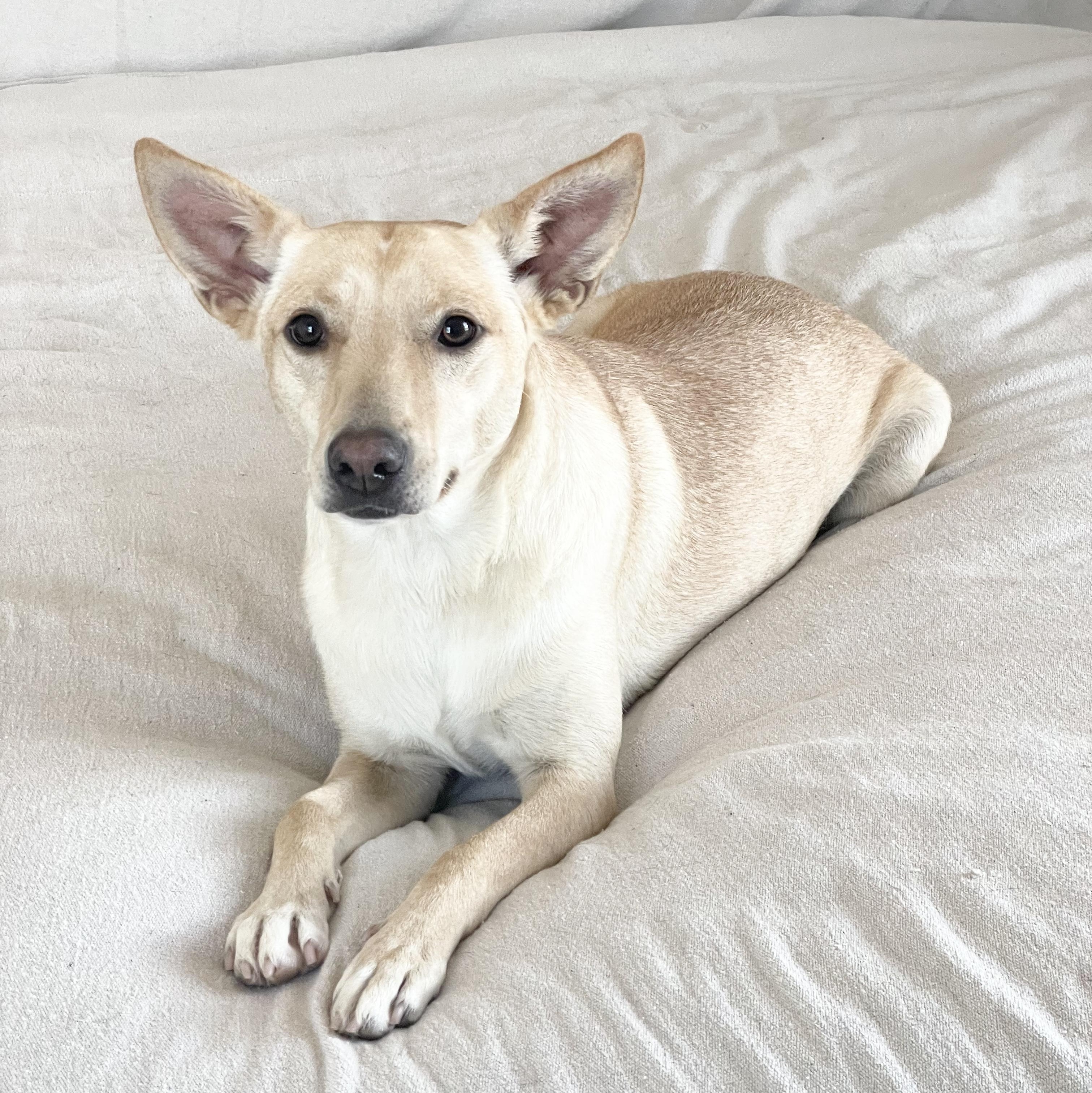 Sweet Marigold, Adoptable, Young Female Yellow Labrador Retriever & Labrador Retriever.