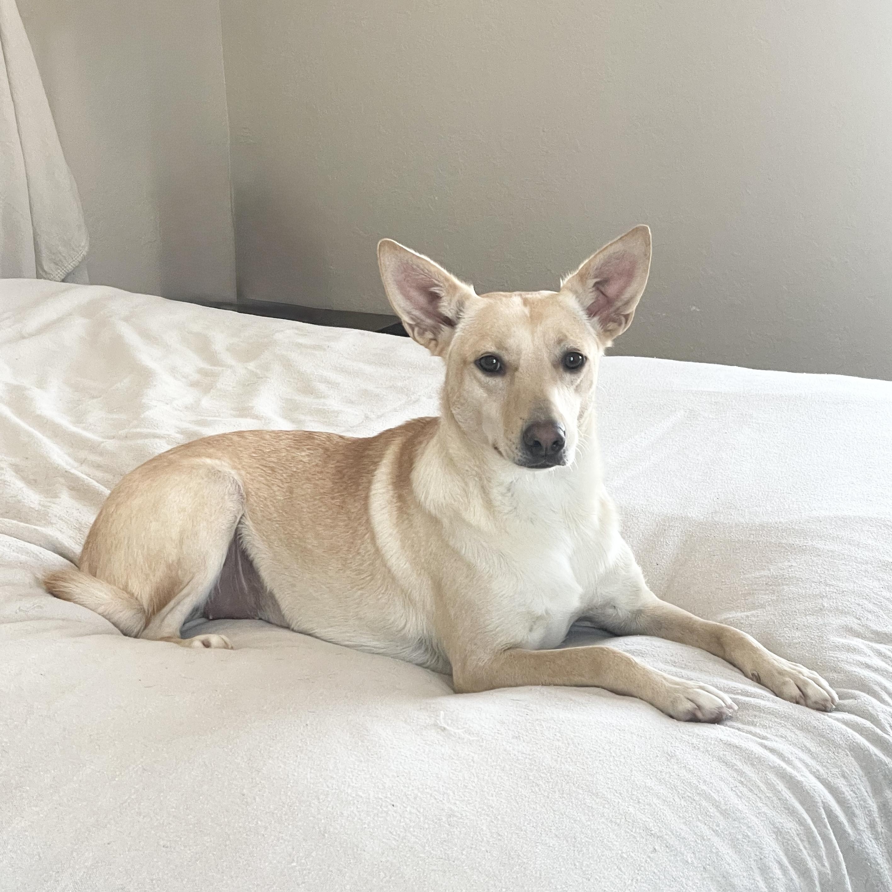 Sweet Marigold, a hold mixed breed in West Hartford , CT image 3/5