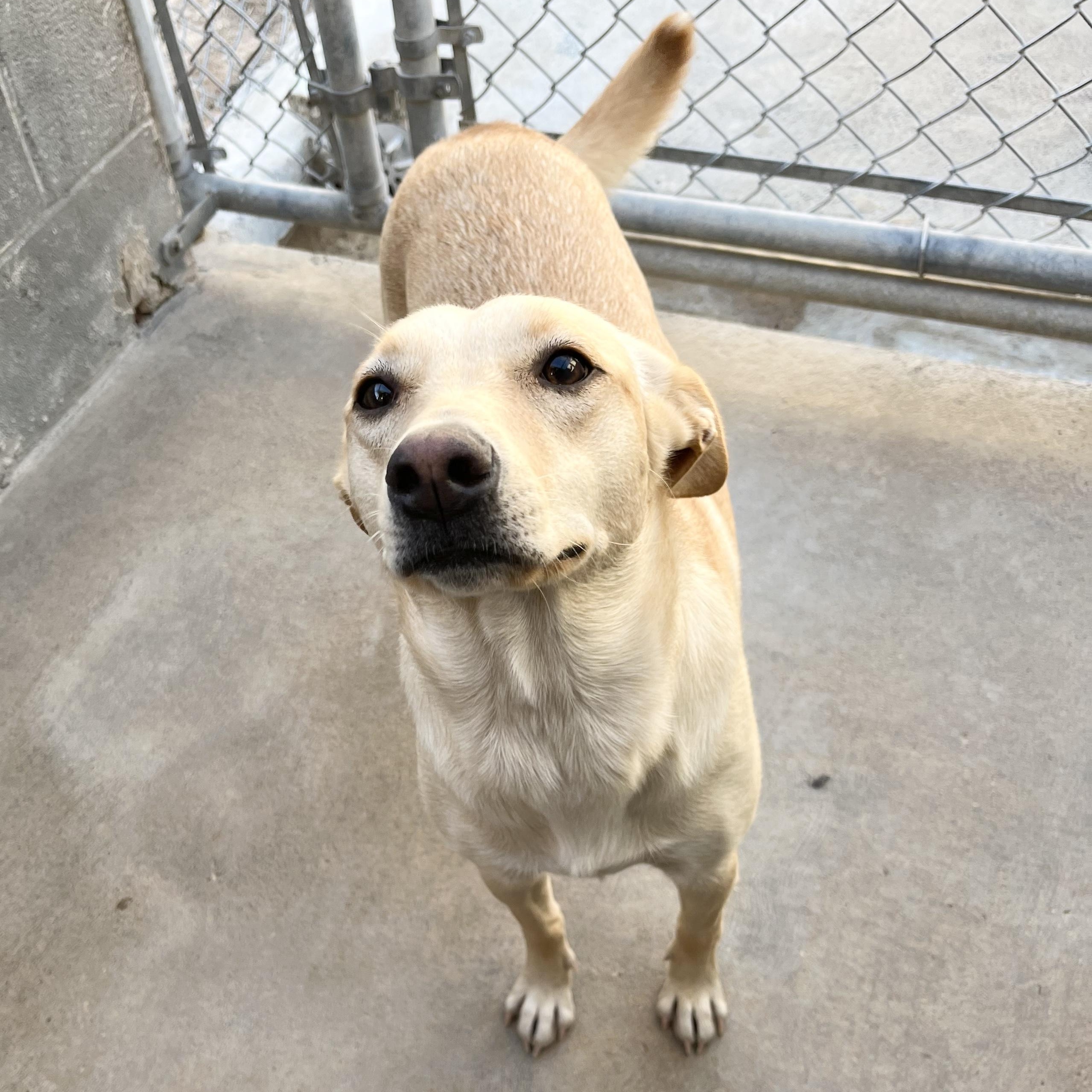 Sweet Marigold, a hold mixed breed in West Hartford , CT image 5/5