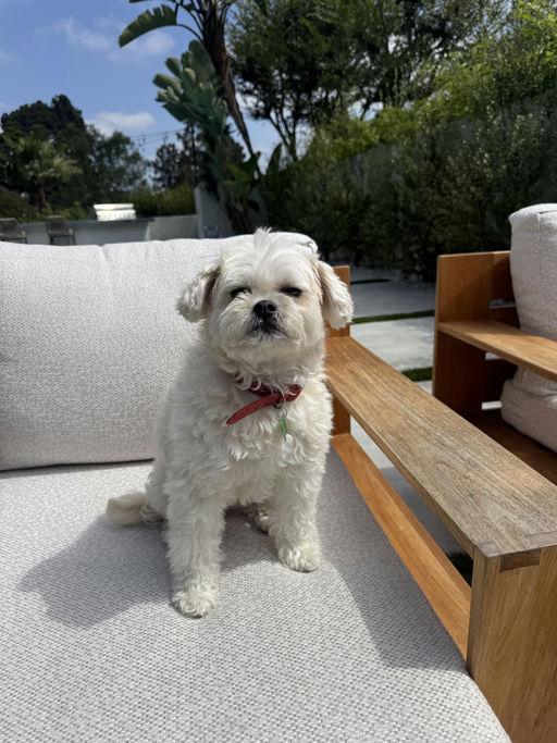 Enlarge Queenie, an adoptable mixed breed in Los Angeles, CA image 2/6