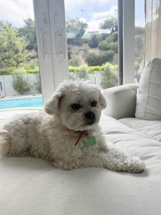 Enlarge Queenie, an adoptable mixed breed in Los Angeles, CA image 4/6